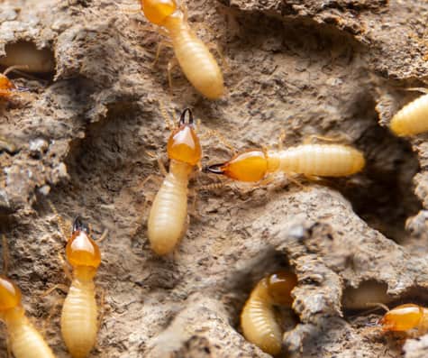 Termite Inspection Service